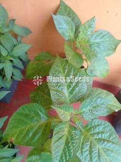 නයි මිරිස් පැල 