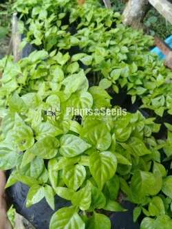 නයි මිරිස් පැල 