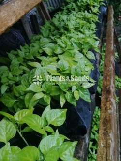 නයි මිරිස් පැල 