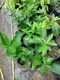 Seedless Lime (Thahiti)