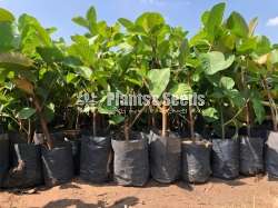 ලේයර් ඇපල් පේර පැල