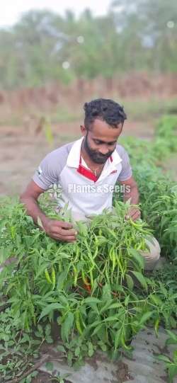 Chilli Seeds Mich hy1 Miris Hybrid 10g