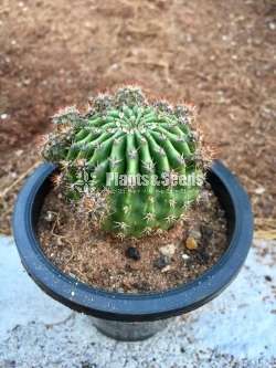 Cactus plants