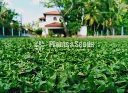 Malaysian carpet grass