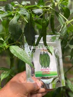 Chilli Seeds Mich hy1 Miris Hybrid 10g