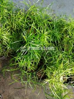 හාතාවාරිය (Hathawariya ) Asperagus
