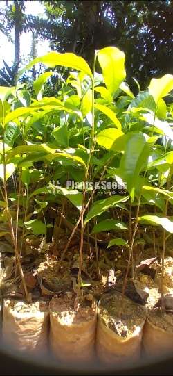 Tea Plants | තේ පැල 