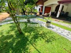 Malaysian carpet grass