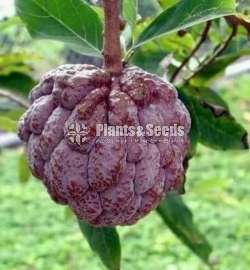Local red sugar apple(දේශීය රතු සීනි අනෝදා)