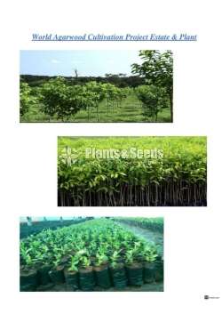 Agarwood wallapatta plants