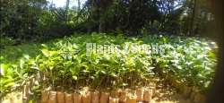 Tea Plants | තේ පැල 