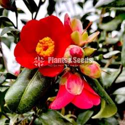 Camellia Plants