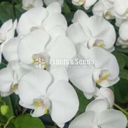 Phalaenopsis Flowers For Bouquet