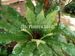 A large Bird's nest plant for sale in Meegoda, Homagama