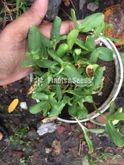 Sunflower seeds / සුරියකාන්ත ඇට  