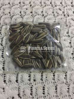Sunflower seeds / සුරියකාන්ත ඇට  /  சூரியகாந்தி விதைகள்