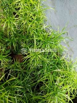 හාතාවාරිය (Hathawariya ) Asperagus