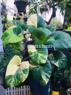 Homalamina Variegated Plants