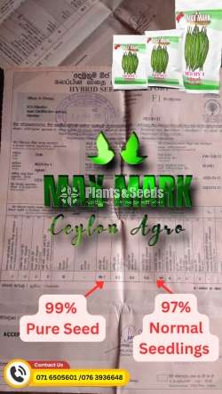 Chilli Seeds Mich hy1 Miris Hybrid 5g