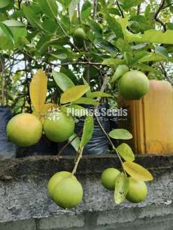Seedless Lime (Thahiti)