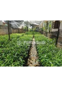 Agarwood wallapatta plants