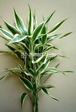 sandriyana plant 0779577639