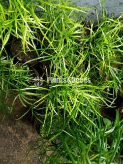 හාතාවාරිය (Hathawariya ) Asperagus