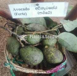 Fuerte Avocado (ෆර්ටේ අලිගැටපේර )