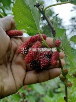 Bankok Mulberry (බැංකොක් මල්බෙරි )