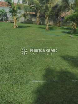 Malyshiyan grass 