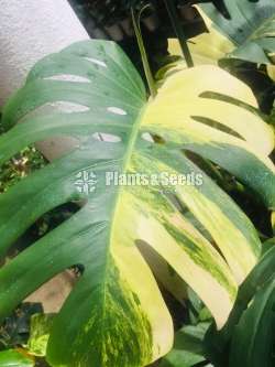 Philodendron Monstera