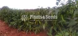 Chilli Seeds Mich hy1 Miris Hybrid 5g