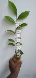 Tea Plants | තේ පැල 