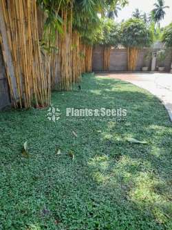 Malaysian carpet grass