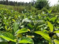 ලේයර් ඇපල් පේර පැල
