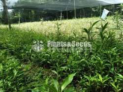 sandriyana plant 0779577639