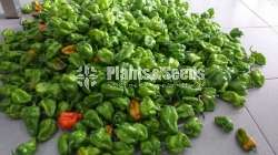 Hybrid Pepper Hot Dragon Seeds නයි මිර්ස් බීජ 0.25g 