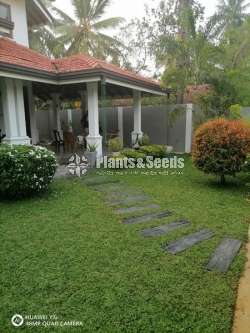 Malaysian carpet grass