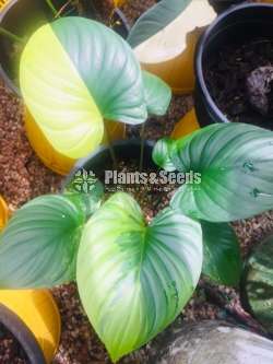 Homalamina Variegated Plants
