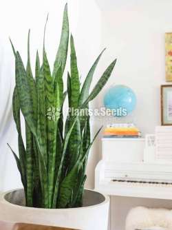 indoor plants