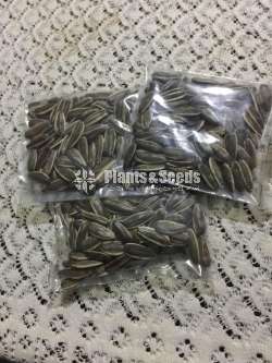 Sunflower seeds / සුරියකාන්ත ඇට  /  சூரியகாந்தி விதைகள்