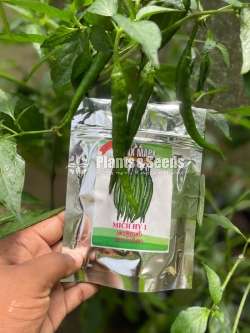 Chilli Seeds Mich hy1 Miris Hybrid 5g