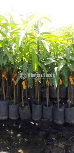 Tjc mango plants