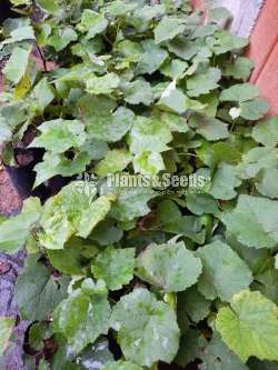 Isebella  Grapes (ඉසබෙලා මිදි)