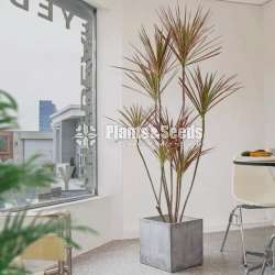 indoor plants