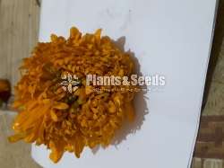 Das Pethiya Seeds