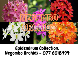 Epidendrum Orchids