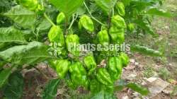 Hybrid Pepper Hot Dragon Seeds නයි මිර්ස් බීජ 0.25g 