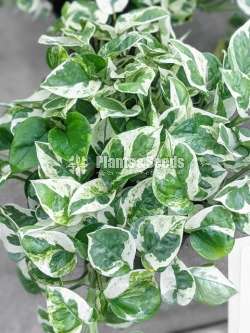 indoor plants