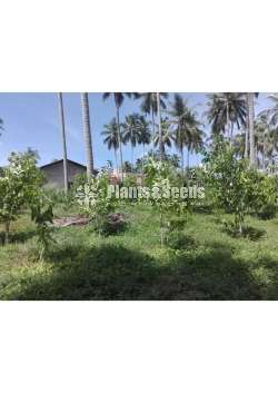 Agarwood wallapatta plants